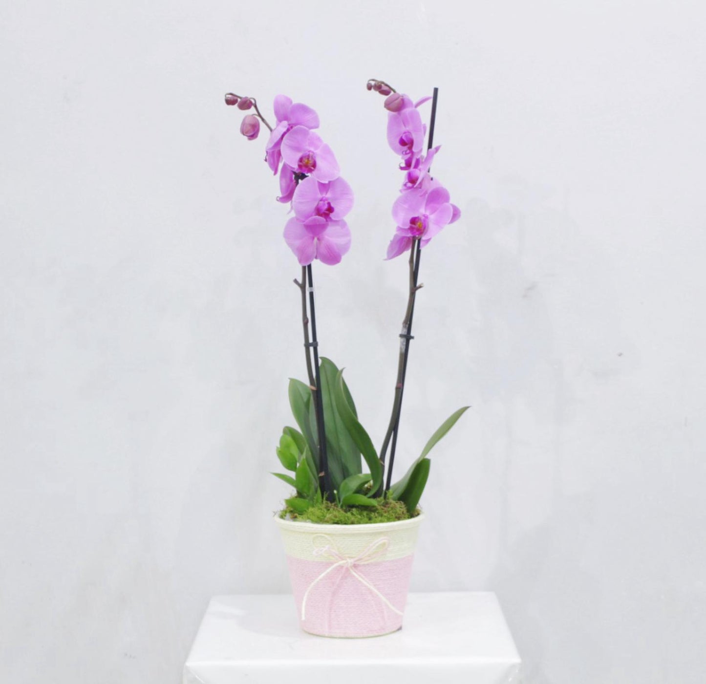 Mama Orchid Plant