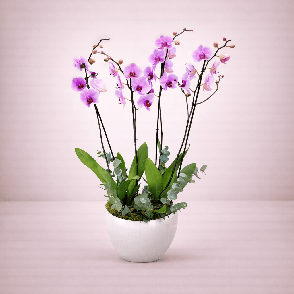 Purple Orchid Plants with Vase-italianflowerkw