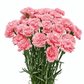 Pink Carnation Bunch - Vibrant and Fresh-italianflowerkwPink Carnation