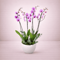 Purple Orchid Plants with Vase-italianflowerkw