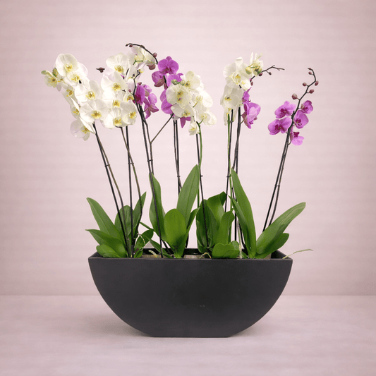 Tranquil - italianflowerkw